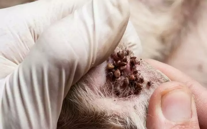 Ticks in dog's ear, Anaplasmosis‌ ‌in‌ ‌Dogs:‌ ‌Accurate‌ ‌Diagnosis,‌ ‌ Treatments‌ ‌and‌ ‌More‌ - I Love Veterinary