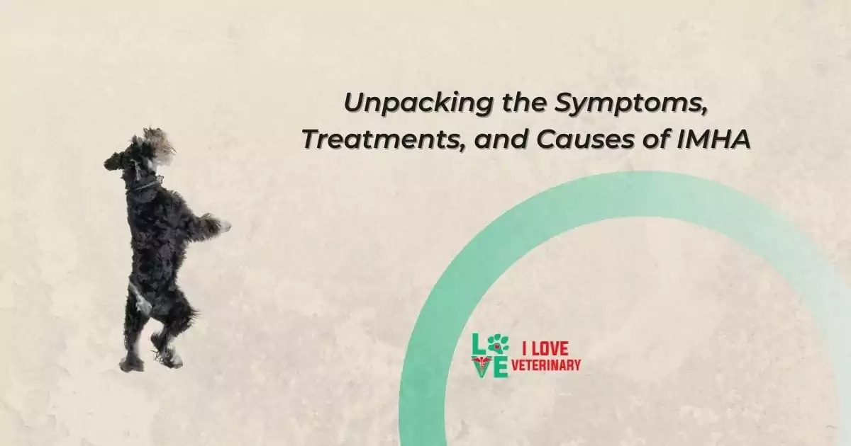 Unpacking the Symptoms, Treatments, and Causes of IMHA - I Love Veterinary