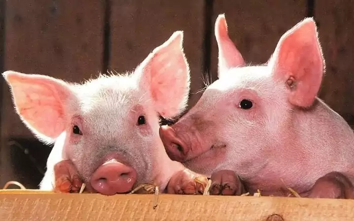 Piglets, A Comprehensive Guide About the Things You Weren't Told Before You Got a Pet Pig - Part One - I Love Veterinary
