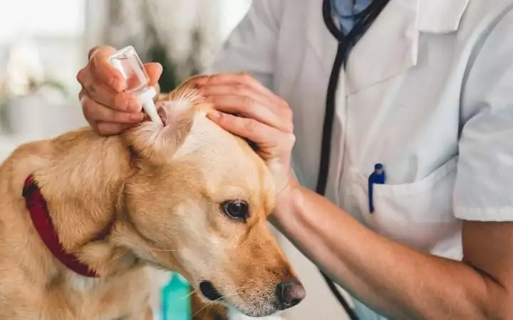 Vet cleaning dog's ears, The Scoop on Dog Ear Cleaner - I Love Veterinary