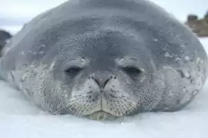 Weddell Seal Pup in Antarctica by Dr Phil Tucak the Wildlife Outreach Vet, Interview With Dr. Phil Tucak - I Love Veterinary