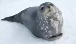 Weddell Seal in Antarctica by Dr Phil Tucak the Wildlife Outreach Vet, Interview With Dr. Phil Tucak - I Love Veterinary