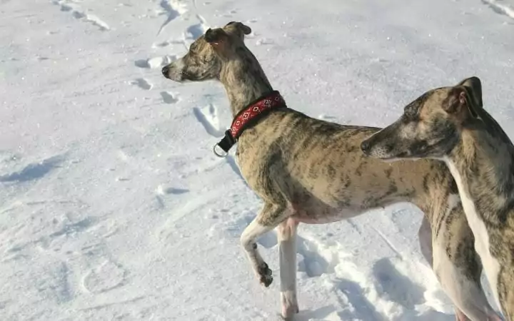 Whippets in cold, Why Is My Dog Shaking? When Shake Rattle and Roll Is Not Good - I Love Veterinary