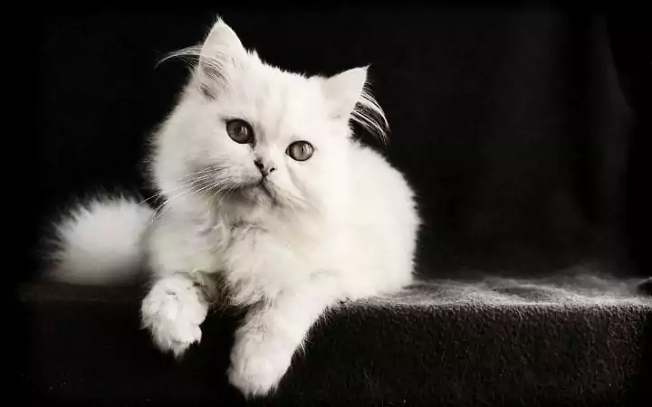White Persian cat, Albino Cat Vs. White Cat - Knowing The Difference - I Love Veterinary