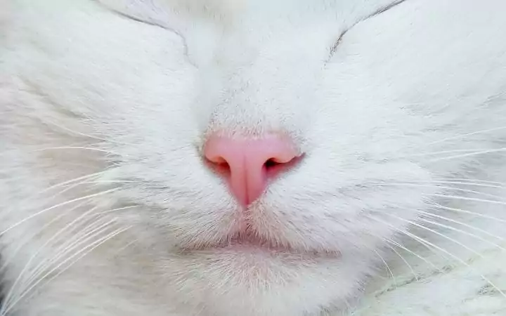 White cat closeup, Albino Cat Vs. White Cat - Knowing The Difference - I Love Veterinary