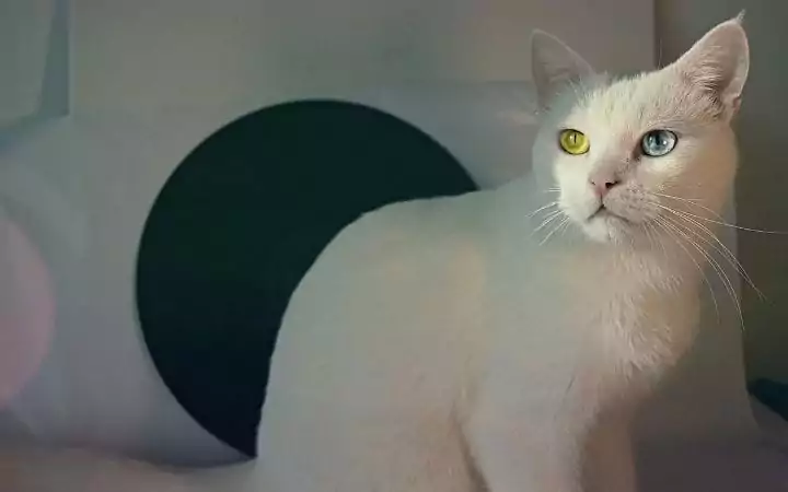 White cat, Albino Cat Vs. White Cat - Knowing The Difference - I Love Veterinary