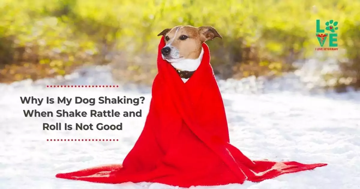 Why Is My Dog Shaking? When Shake Rattle and Roll Is Not Good - I Love Veterinary