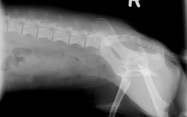 X-ray of dog's spine, Getting Real About Canine Degenerative Myelopathy - I Love Veterinary