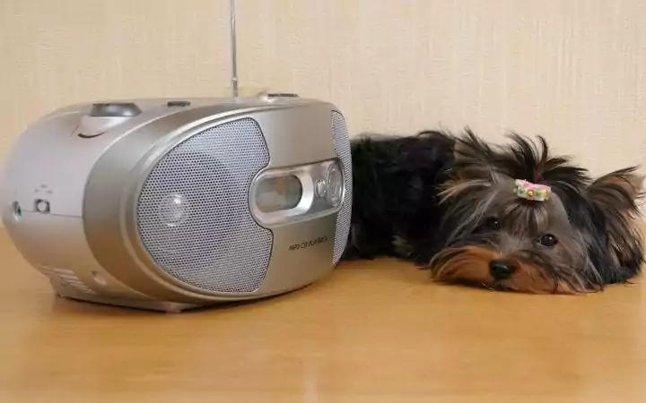Yorkie listening to music, Talk Doggy to me- Why do Dogs Howl - I Love Veterinary