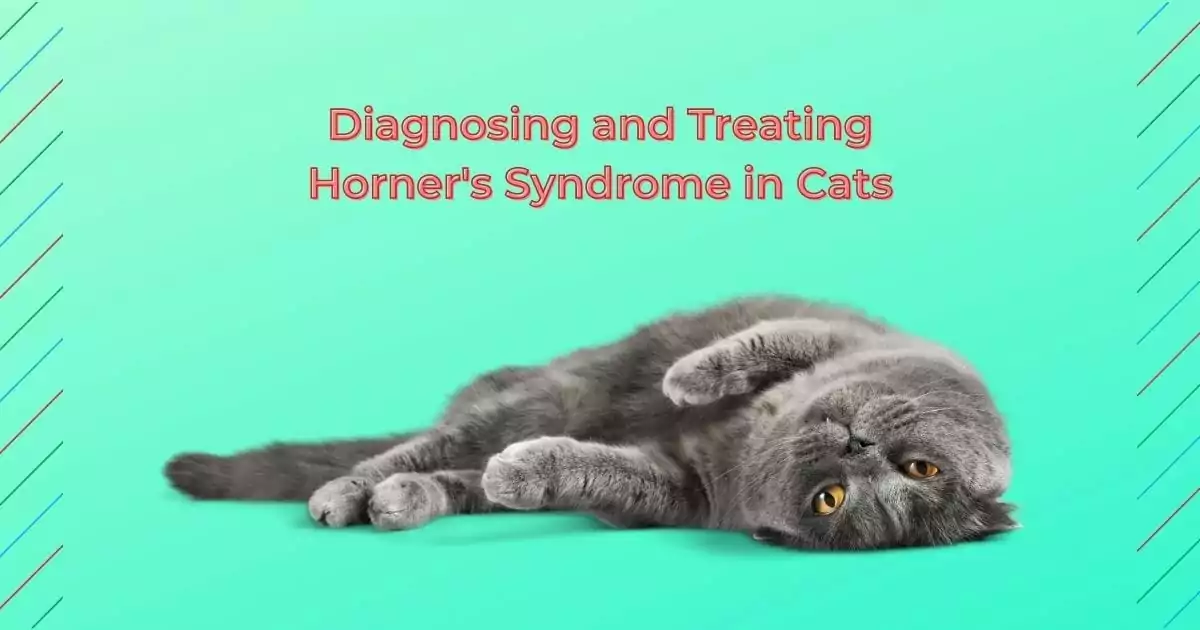 Diagnosing and Treating Horner's Syndrome in Cats - I Love Veterinary