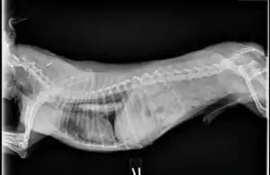 X-ray of Canine Megaesophagust - I Love Veterinary
