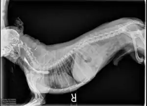 X-ray of dog with Megaesophagus‌ - I Love Veterinary