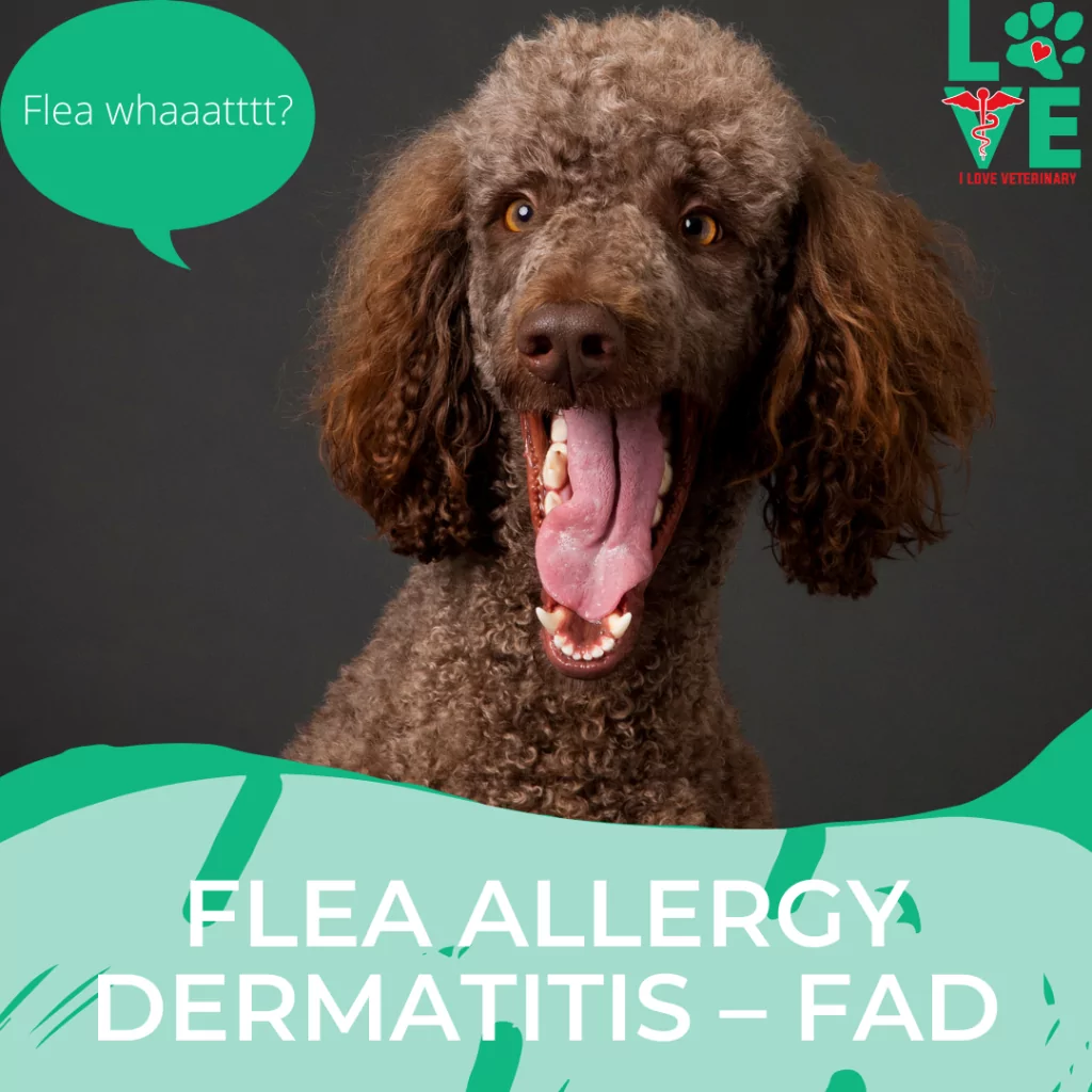 Flea Allergy Dermatitis in  – FAD