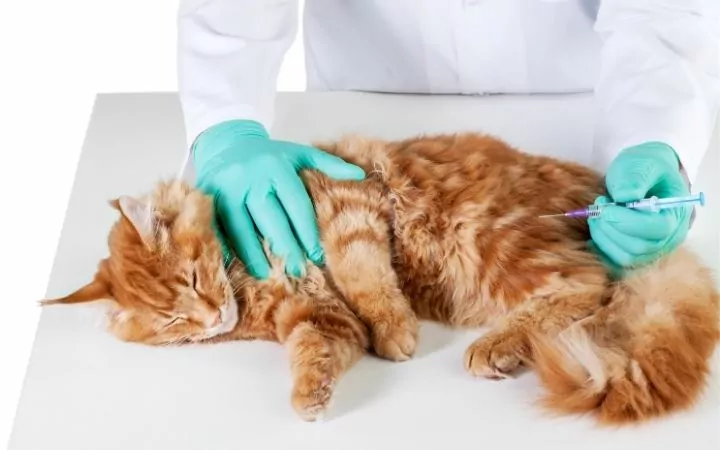 Cat and vet who's giving it a vaccine, Feline Cerebellar Hypoplasia - I Love Veterinary