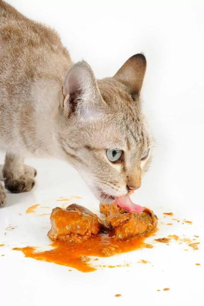 Chat mangeant un poisson, Apprendre à donner une pilule à un chat - I Love Veterinary