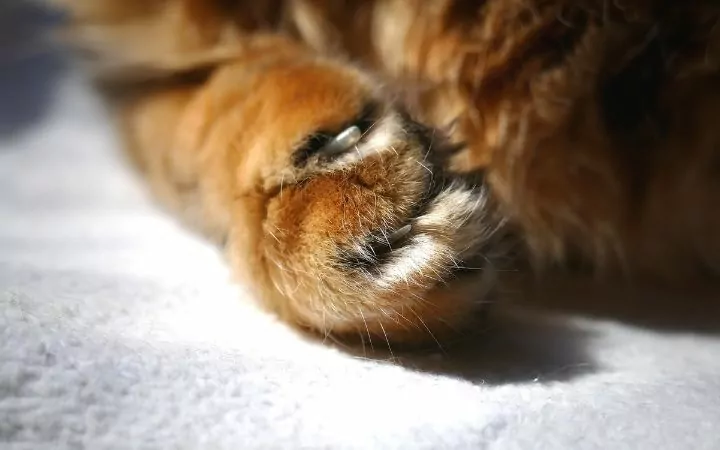 Cat's nails help them to deal with Cerebellar Hypoplasia, Feline Cerebellar Hypoplasia - I Love Veterinary
