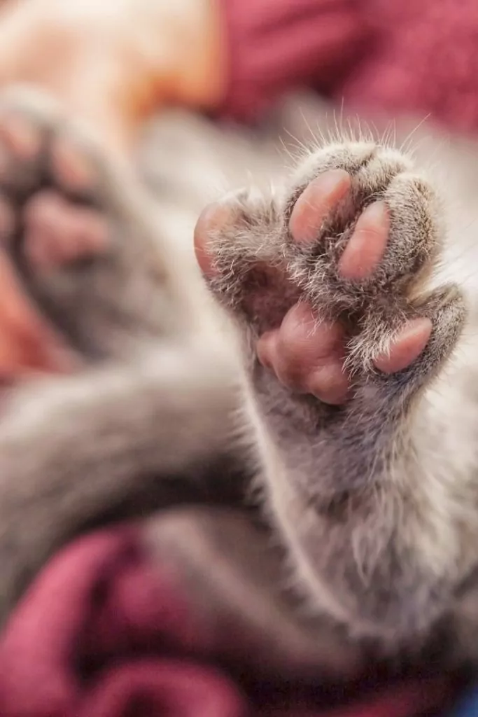 Cat paws, Plasma Cell Pododermatitis - I Love Veterinary