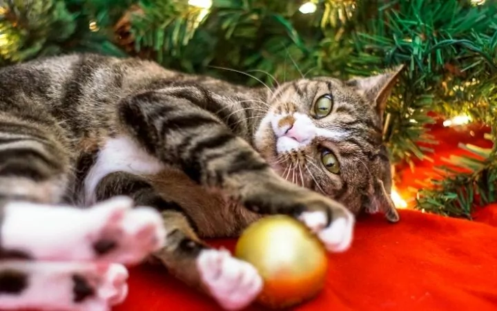 Cat playing with Christmas decoration, Top Pet Safety Tips for the Festive Season - I Love Veterinary
