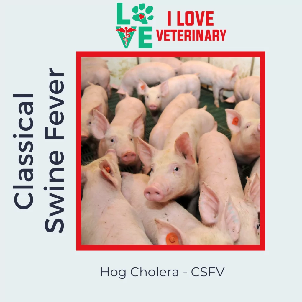 Classical Swine Fever I Love Veterinary - Blog for Veterinarians, Vet Techs, Students