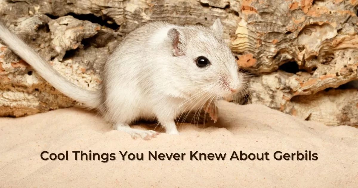 Cool Things You Never Knew About Gerbils - I Love Veterinary