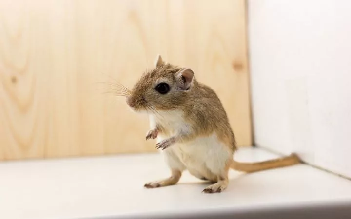 Cute gerbil, Cool Things You Never Knew About Gerbils - I Love Veterinary