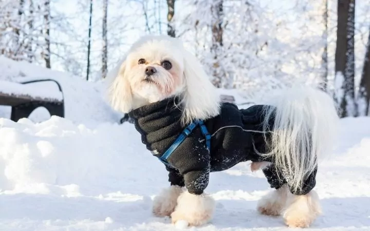 Dog in snow, Antifreeze Poisoning in Dogs - I Love Veterinary