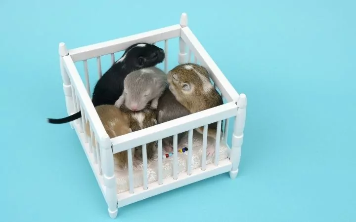 Gerbil babies, Cool Things You Never Knew About Gerbils - I Love Veterinary