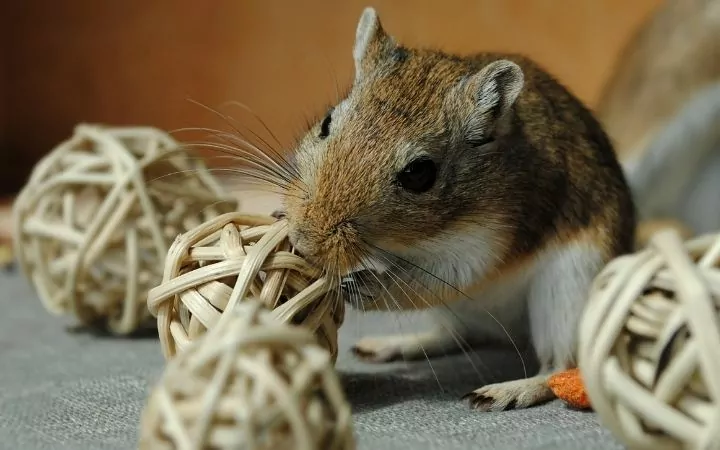Gerbil nibbling, Cool Things You Never Knew About Gerbils - I Love Veterinary