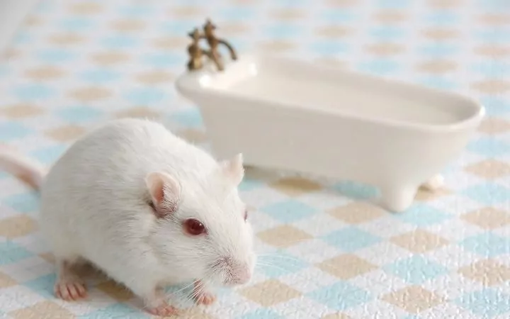 Gerbil with bathtub, Cool Things You Never Knew About Gerbils - I Love Veterinary