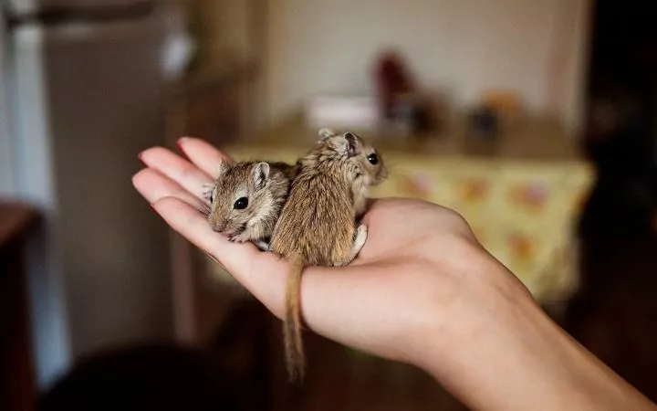 Gerbils in human hand. Cool Things You Never Knew About Gerbils - I Love Veterinary