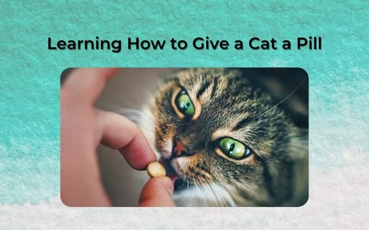 Learning How to Give a Cat a Pill - I Love Veterinary