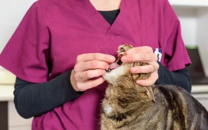 Giving a cat a pill, Learning How to Give a Cat a Pill - I Love Veterinary