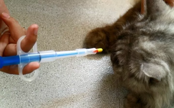 Giving cat a pill with pill popper, Learning‌ ‌How‌ ‌to‌ ‌Give‌ ‌a‌ ‌Cat‌ ‌a‌ ‌Pill‌ - I Love Veterinary