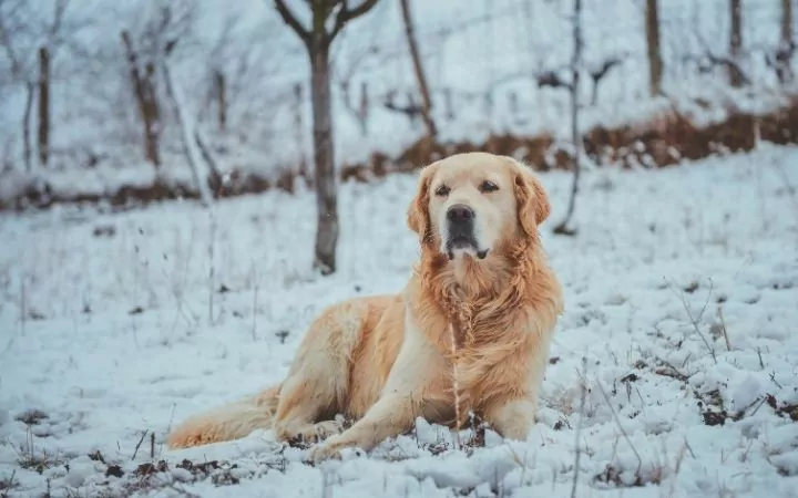 Golden retriever in winter time, Top Pet Safety Tips for the Festive Season - I Love Veterinary
