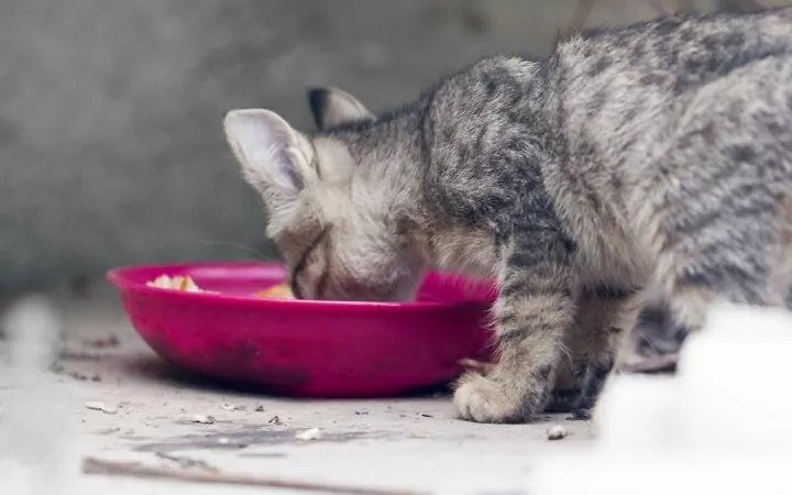 Kitten eating, Feline Cerebellar Hypoplasia - I Love Veterinary