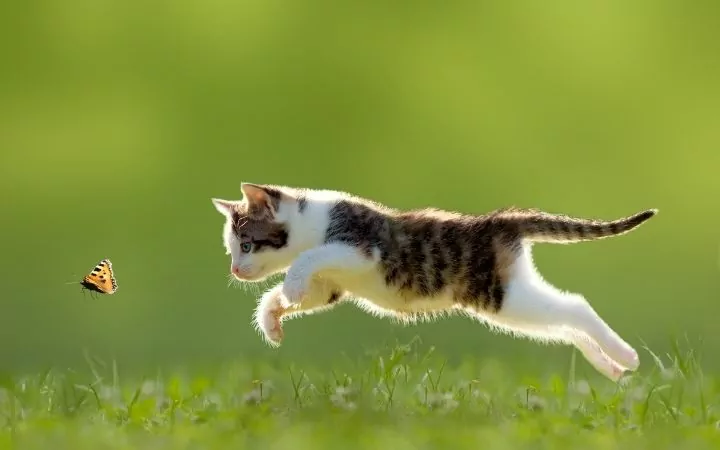 Kitten hunting, Feline Cerebellar Hypoplasia - I Love Veterinary