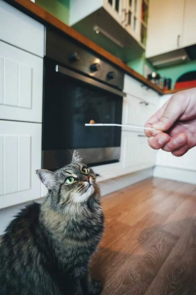 Propriétaire donnant une pilule à un chat, Apprendre à donner une pilule à un chat - I Love Veterinary