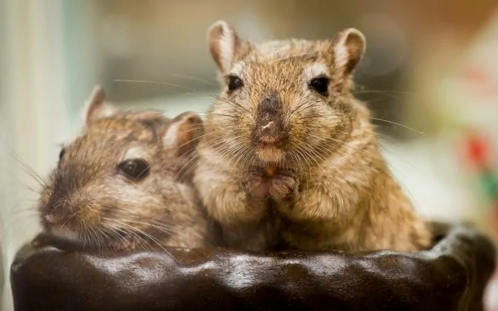 Pair of gerbils, Cool Things You Never Knew About Gerbils - I Love Veterinary