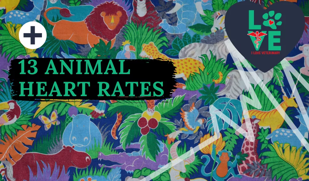 13 animal heart rates