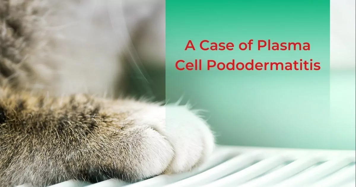 A Case of Plasma Cell Pododermatitis - I Love Veterinary