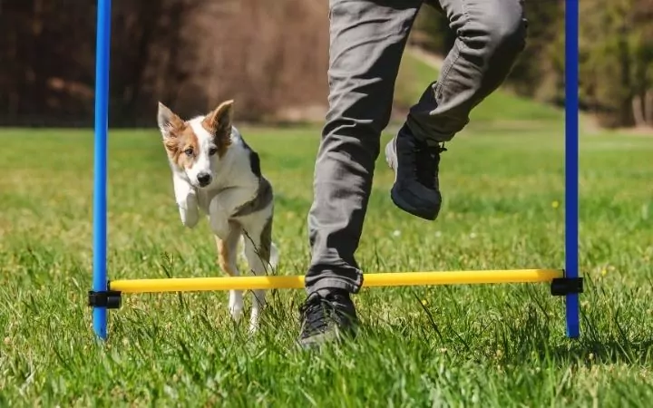 Agility dog training 