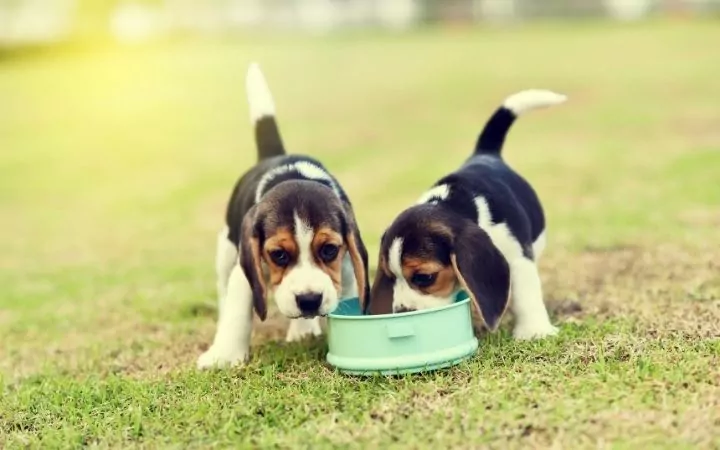 Beagle puppies eating, Canine Panosteitis - I Love Veterinary