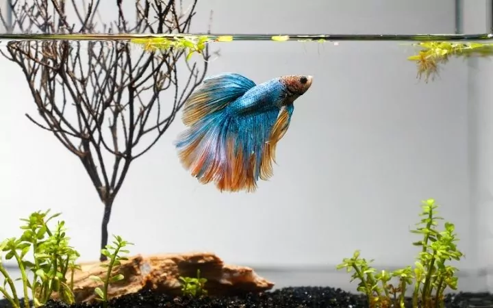 a blue and orange betta fish swimming a a fish tank