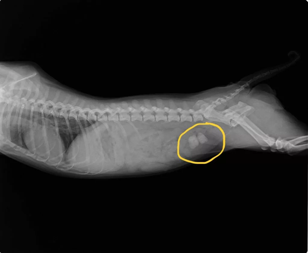 X-ray of dog with urinary incontinence and bladder stones - Dog Incontinence - I Love Veterinary