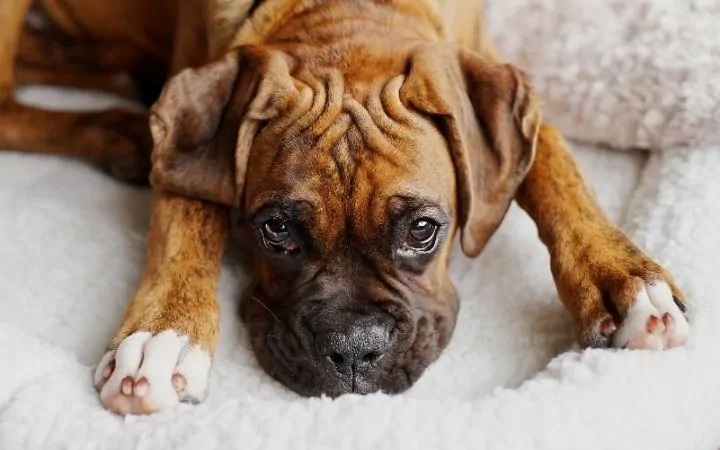 Boxer, Canine Histiocytoma Complex - I Love Veterinary