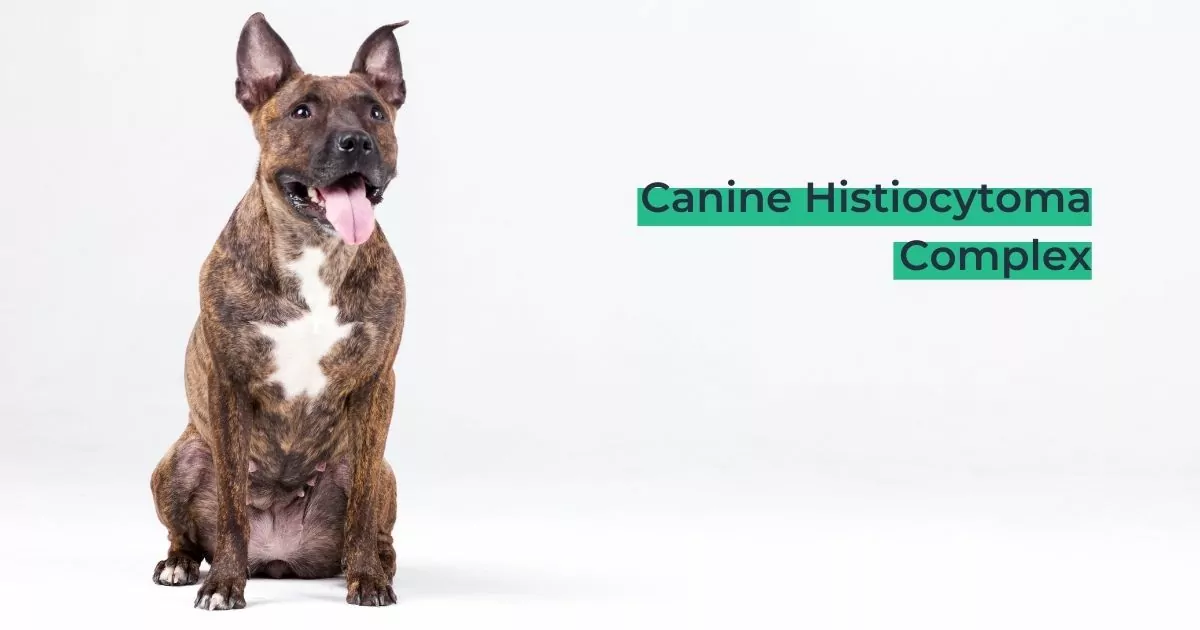 Canine Histiocytoma Complex - I Love Veterinary