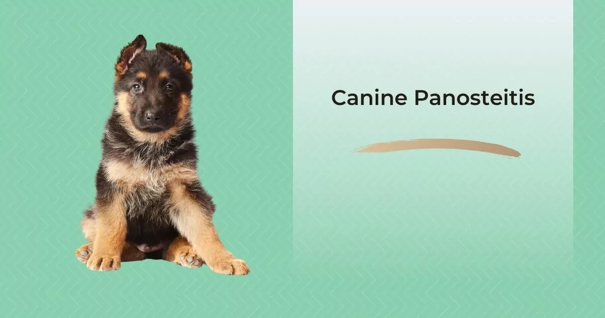 Canine Panosteitis - I Love Veterinary