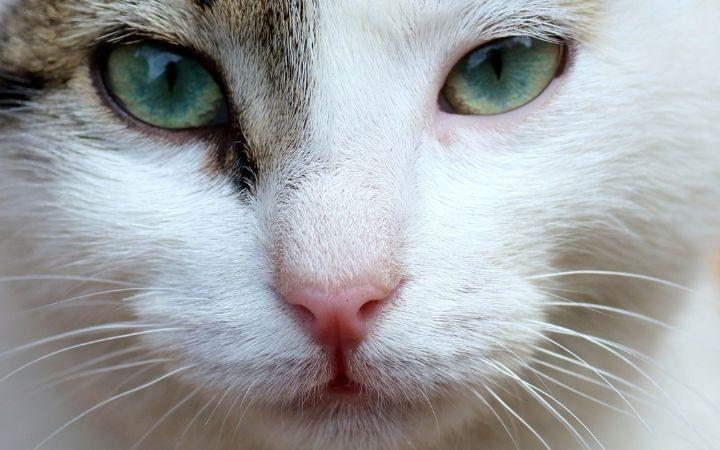 Cat Watery Eyes I Love Veterinary