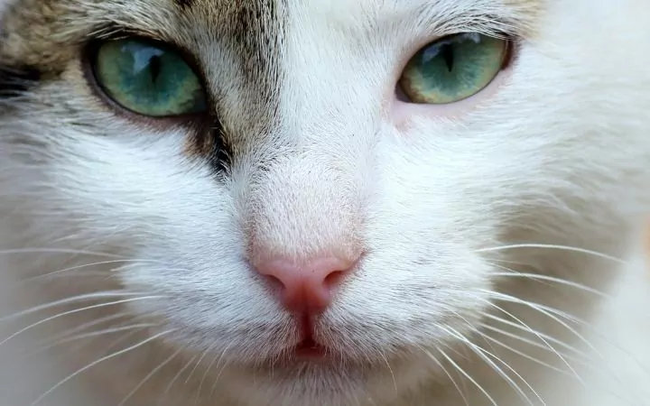 Cat eyes, Cat Watery Eyes - I Love Veterinary