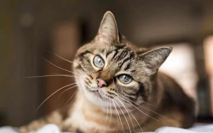 Cat, Cat Watery Eyes - I Love Veterinary